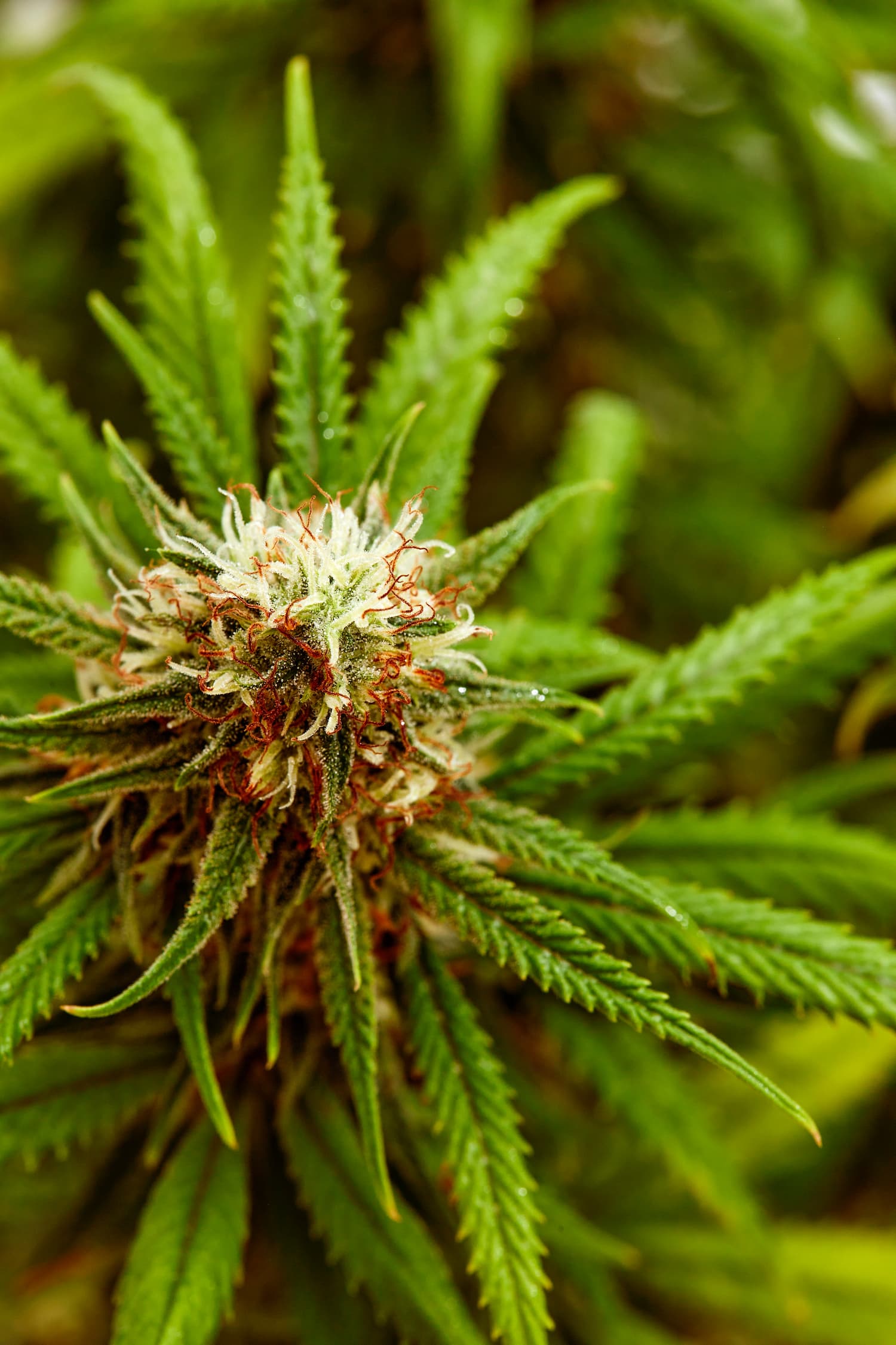 plant-sativa-cannabis-beautiful-background-of-the-2023-11-27-05-14-58-utc (1)